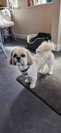 shihtzu papi zero size