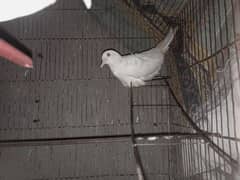 White Doves (Khumra) For Sale