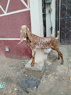 macachni bakra danto my kera hy nachi pat danto my kera hy