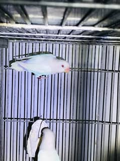 Albino red eye Decino