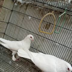 Red eye's pigeon pair, Fancy pigeon pair