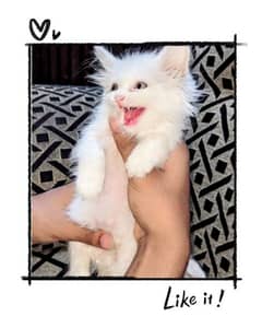 Persian kitten | 7K | Male10k female