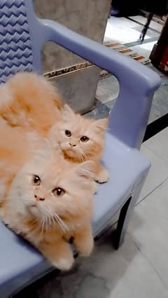 3riple coated Russian kitty's home breed