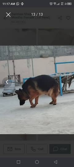 German shepherd for sale