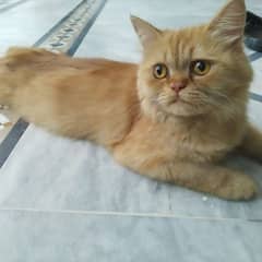 Persian Cat double coated