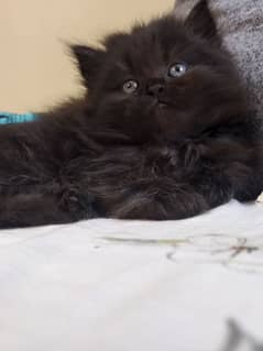 triple coat Persian kittens male female available