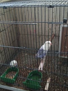 love birds ready to lay egg and chicks 03228076142