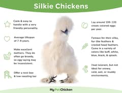 White Silkie chicken