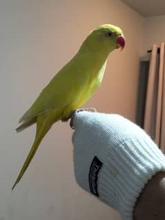 5 Ringneck parrots for sale