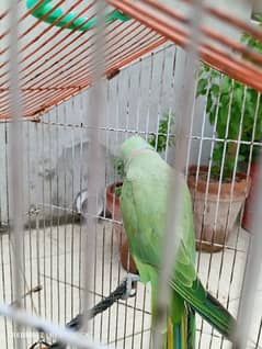 Talking Parrot for sale