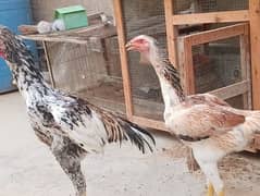 O shamo pair for sale 0