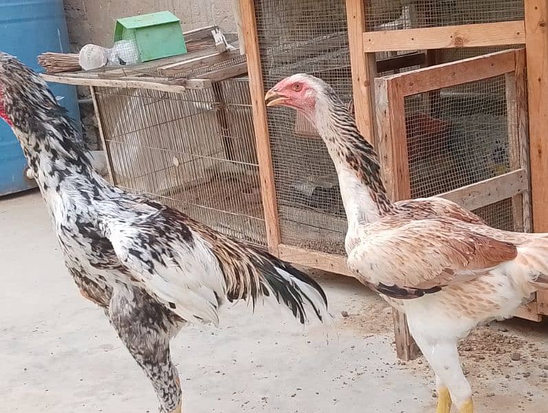 O shamo pair for sale 0