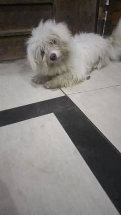 Maltese breed dog for sale in lahore