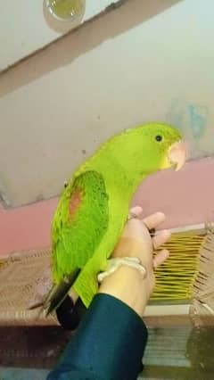 ROW PARROT FAMALR