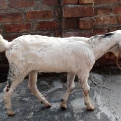 Bakri