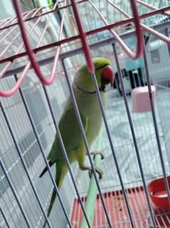 speaking green parrot