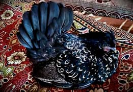 Black Japanese Bantam x Silky in Angry Mood