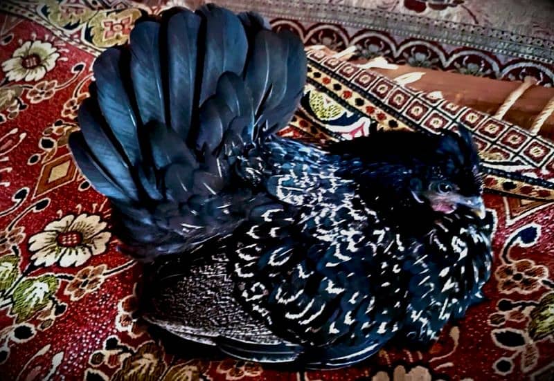 Black Japanese Bantam x Silky in Angry Mood 0