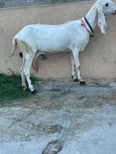 beetal goat for sale
