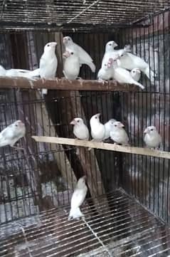White Java pathay Birds