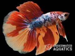 High Quality Aquarium Fish Available at Underwater Aquatics