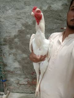 white shamo aseel for sale