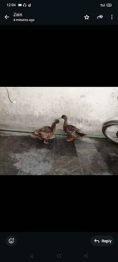 ducks