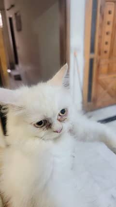 Male Persian Cat for sale