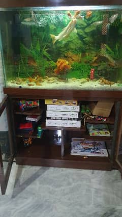 fish aquarium