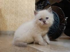 Himalayan kitten(cash on delivery)(blue eyes/so healthy and play full)