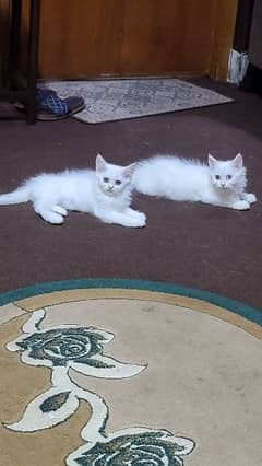 Persian kittens tripple coated Fur