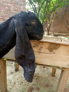bital goat baby