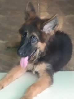 German shepherd puppy