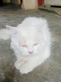 Percian Trippel Coated Female Cat