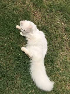 White Persian Cat (Male)