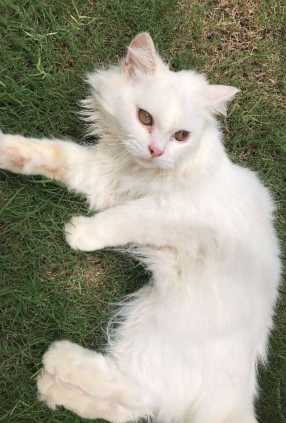 White Persian Cat (Male) 1