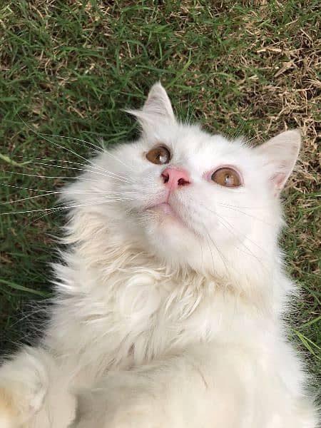 White Persian Cat (Male) 2