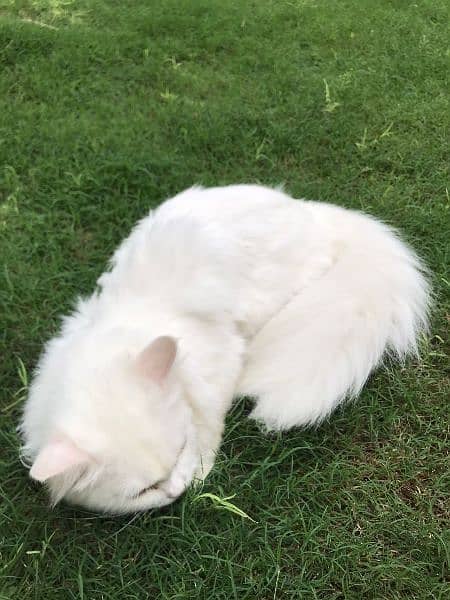 White Persian Cat (Male) 3