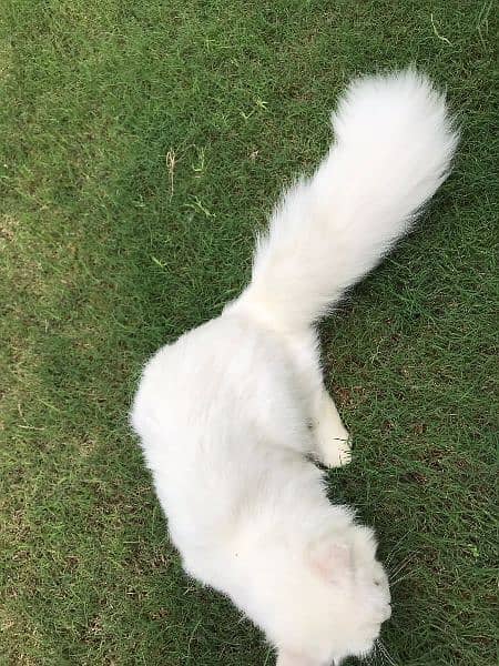 White Persian Cat (Male) 5