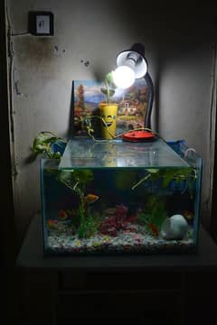 Aquarium for sale with stand and conplete setup