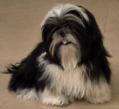 Shih