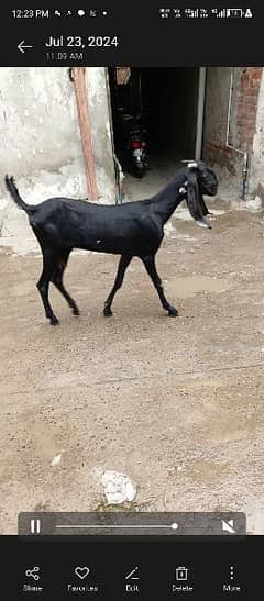 pur betal nagra breeder say cross