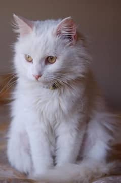 female persian cat