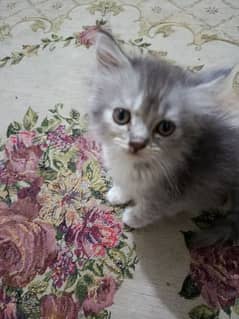 Persian kittens looks new home