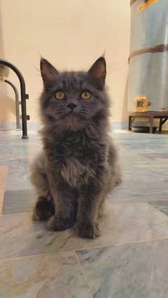 Persian cat (kitten)