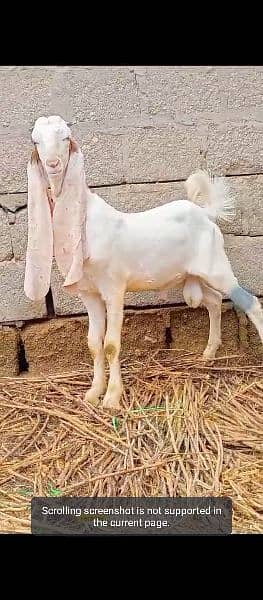 gulabi kapla bakra - Goats - 1090994051