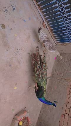 Peacock for sale