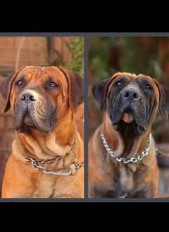 Boerboels South African Mastiffs [PAIR]