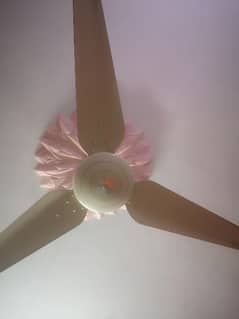 05. millat fans available