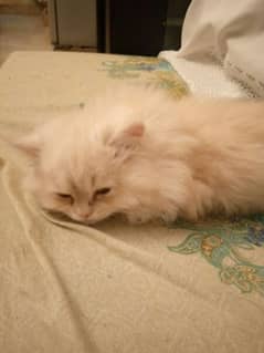 pure persian kitten